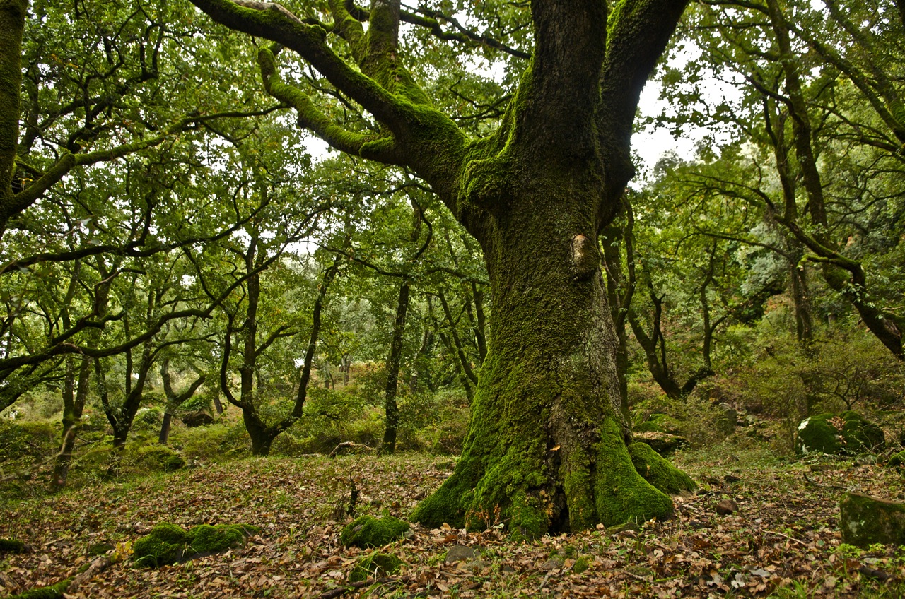 Parque Natural de los Alcornocales: Descubre su esplendor